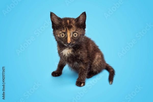 Obraz A cute fluffy kitten is playing and looking up at a blue background. Selective focus