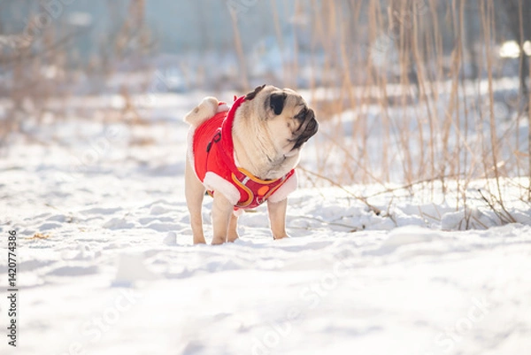 Obraz A pug dog on a winter walk in the snow. Selective focus.