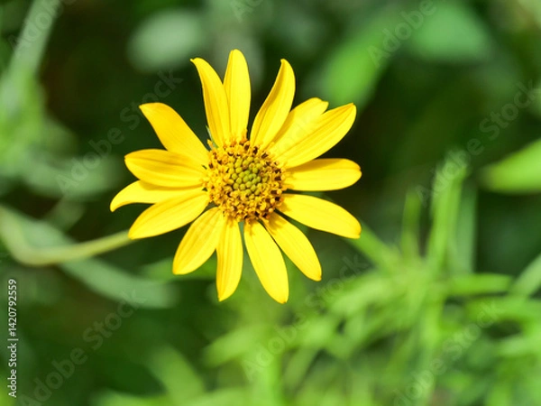 Obraz yellow flower on green background