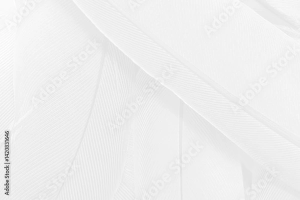 Obraz Gray white feather wooly pattern texture background