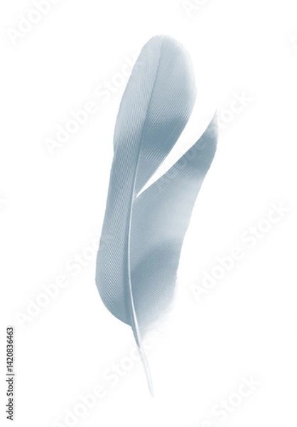 Obraz Beautiful white gray ,baby blue colors tone feather isolated on white background