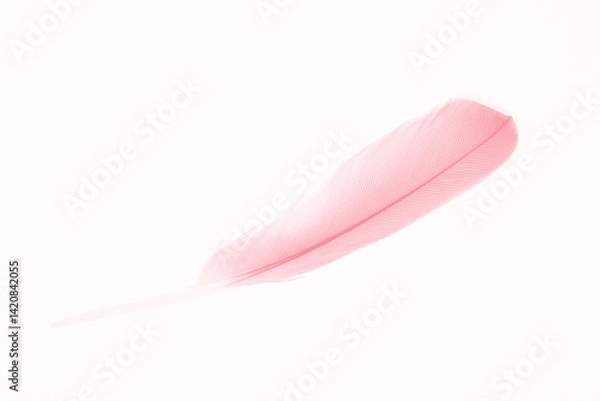 Obraz Beautiful  pink feather isolated pastel on white background 