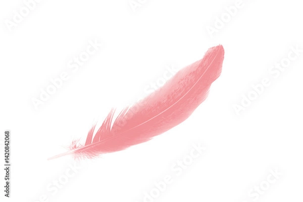Obraz Beautiful  pink feather isolated pastel on white background 