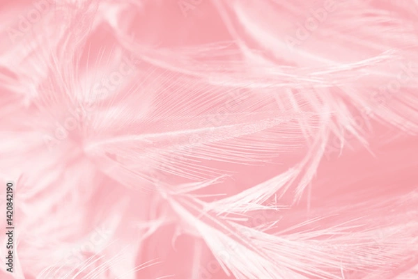 Obraz Beautiful abstract soft pink feather pattern texture background