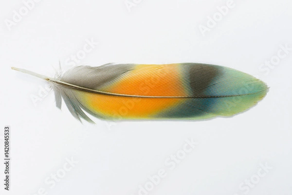 Obraz Beautiful macaw parrot feather bird isolated on white background 