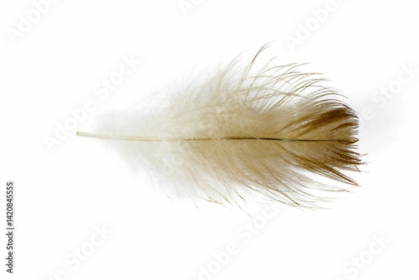 Obraz Beautiful feather isolated on white background