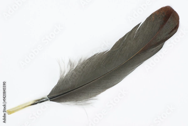 Obraz black feather isolated on white background