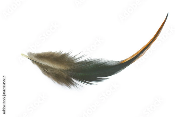 Obraz black feather on white background