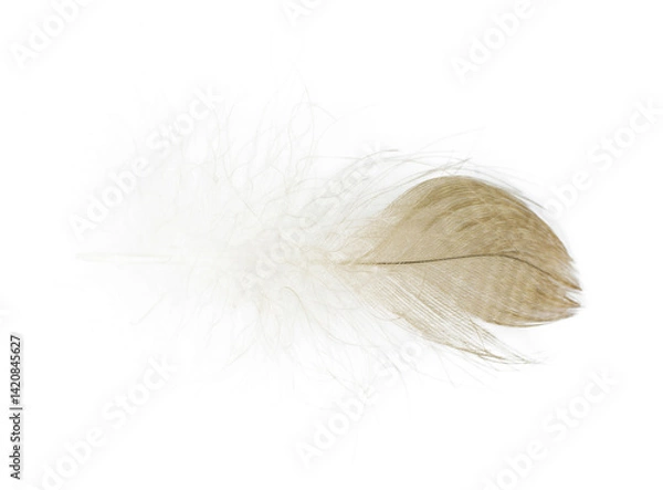 Obraz Beautiful eagle feather isolated on white background 