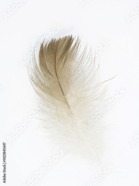 Obraz Beautiful eagle macaw parrot feather bird isolated on white background 
