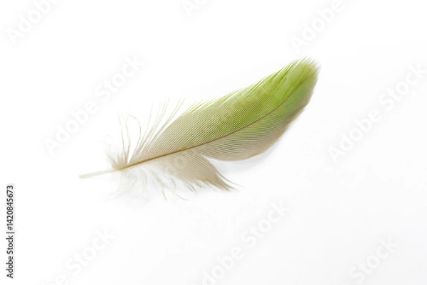 Obraz Beautiful macaw parrot feather bird isolated on white background 