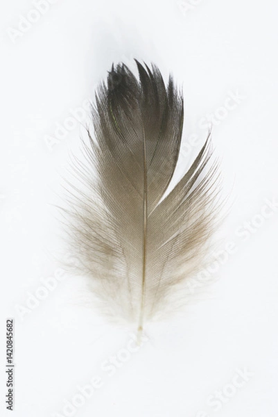 Obraz Beautiful eagle feather isolated on white background