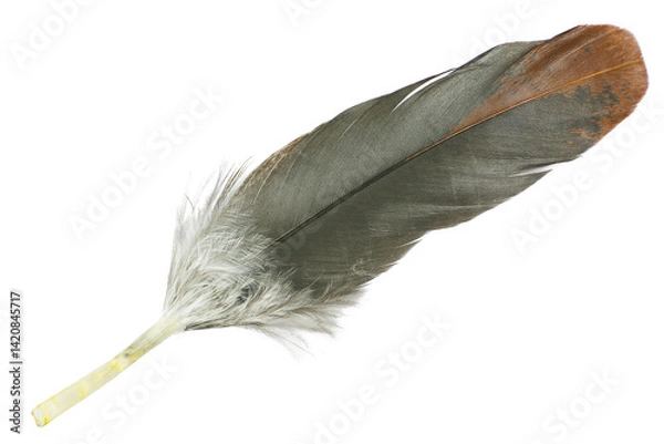 Obraz Beautiful eagle macaw parrot feather bird isolated on white background 