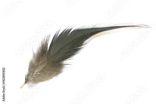 Obraz Beautiful eagle macaw parrot feather bird isolated on white background 