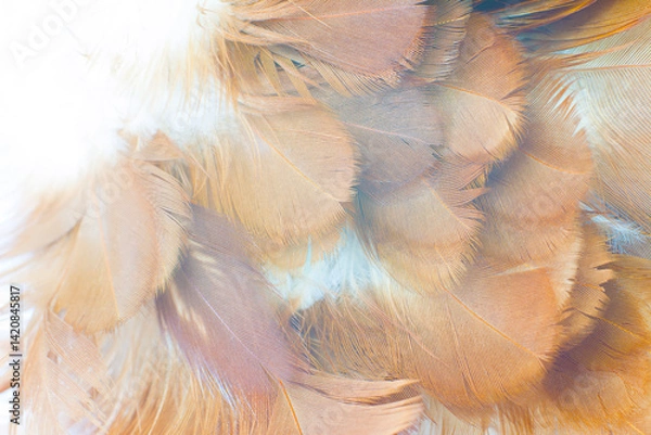 Obraz eagle feather texture pattern for background