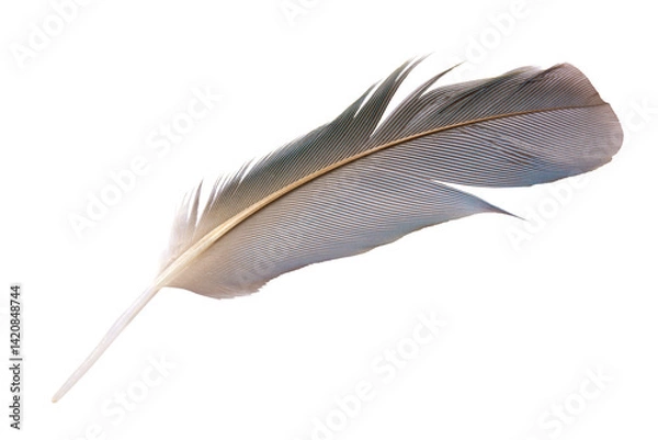 Obraz Beautiful feather isolated on white background with clipping path