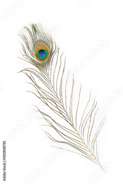 Obraz Beautiful peacock  feather isolated on white background