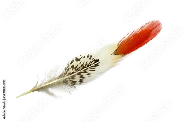 Obraz Beautiful pheasant feather isolated on white background