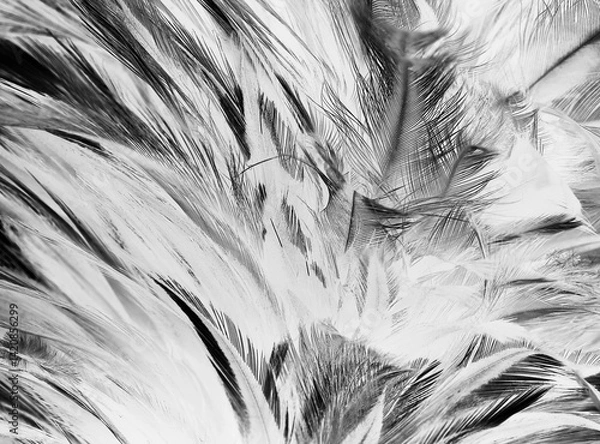 Obraz feather wool dark black with light abstract background