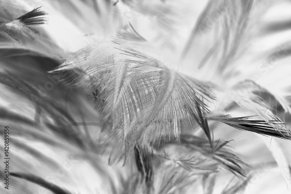 Obraz Bird crow swan black feather isolated on white background