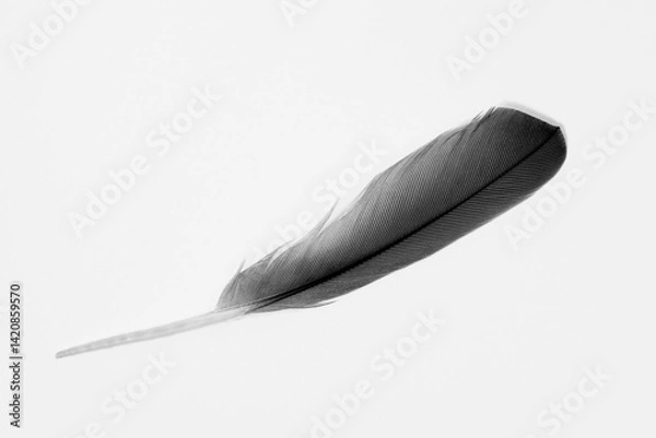 Obraz black feather on white background
