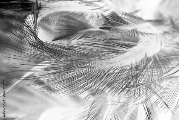 Obraz Bird crow swan black feather isolated on white background
