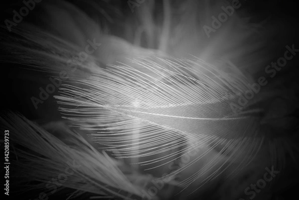 Obraz Beautiful black swan feather pattern  texture background