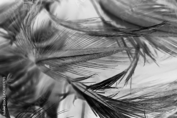 Obraz Beautiful black swan feather pattern  texture background