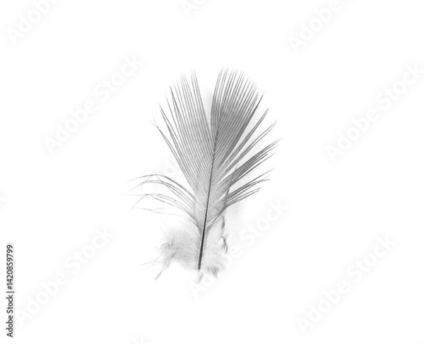 Obraz Bird swan black feather on white background
