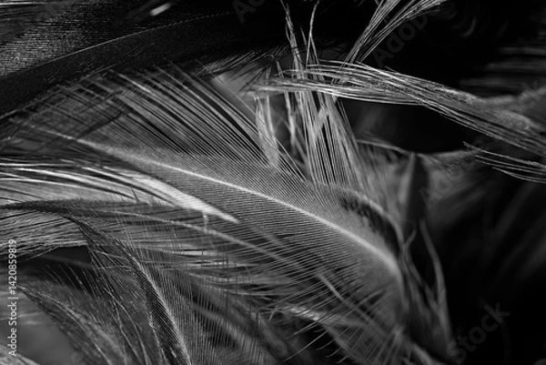 Obraz Beautiful black swan feather pattern  texture background