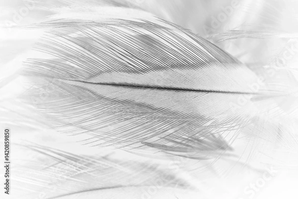 Obraz Beautiful black swan feather pattern  texture background