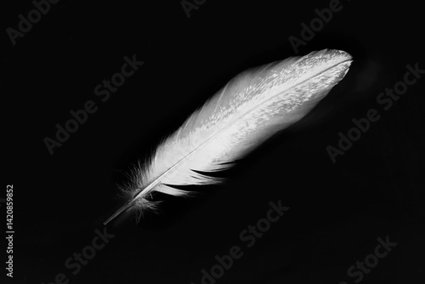 Obraz white feather isolated on black background