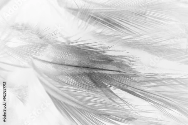 Obraz Beautiful black swan feather pattern  texture background