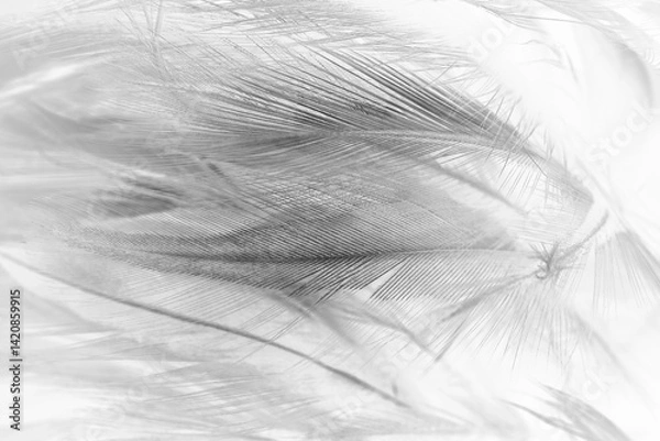 Obraz Beautiful black swan feather pattern  texture background