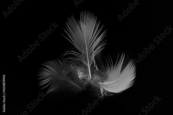 Obraz white feather isolated on black background