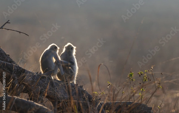 Fototapeta Two Gray langur (semnopithecus entellus) sitting on a branch in morning light with sun shining through the fur in Kanha National Park, India