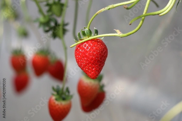 Obraz 須金フルーツパーク、いちご狩り、グランピング、山口県