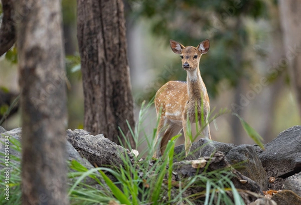 Fototapeta Cute baby or fawn spotted deer (Axis axis) alert for predators in Pench National Park in India