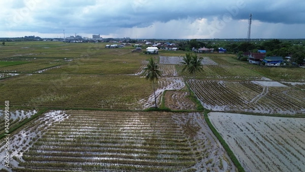 Obraz rice fields in Indonesia