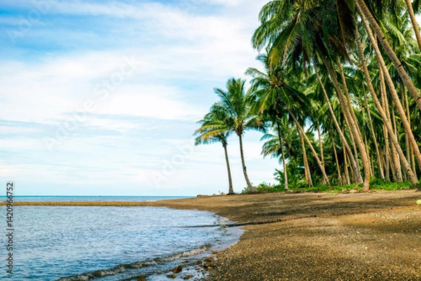 Fototapeta Rows of coconut trees on a beautiful white sand beach. Tropical beach