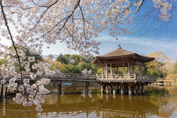 Obraz 奈良公園　浮見堂と桜　横位置　１