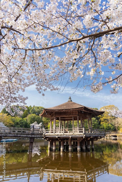Obraz 奈良公園　浮見堂と桜　縦位置