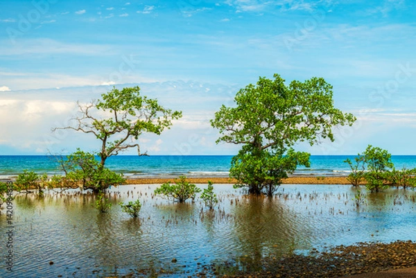 Fototapeta Mangrove trees on the beach with a beautiful blue sky background. Tropical beach