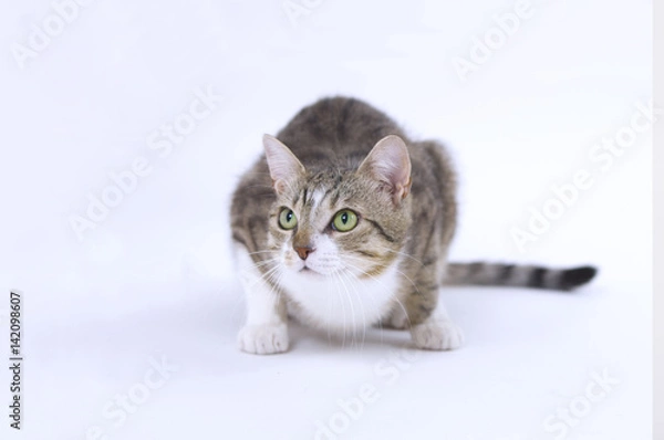 Fototapeta Getigerte Katze