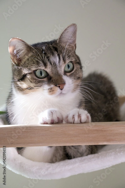 Fototapeta Getigerte Katze