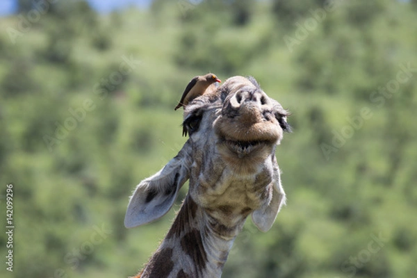 Obraz Giraffe and bird