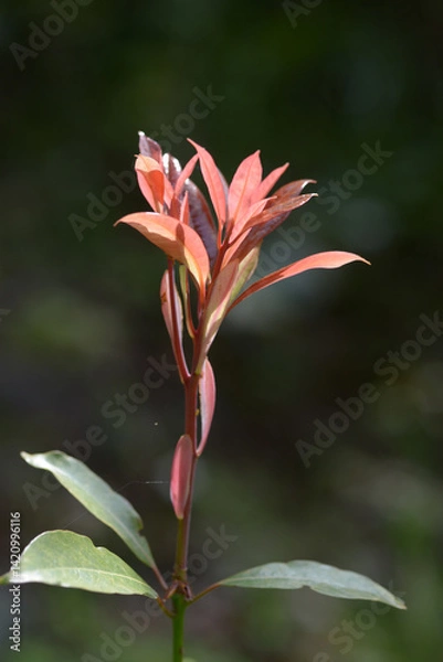 Obraz 新芽　赤い若葉