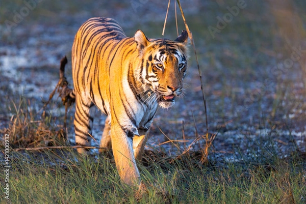 Fototapeta Beautiful Bengal Tiger (Panthera tigris tigris) in the wild coming out of the water in the Tadoba  National Park in India