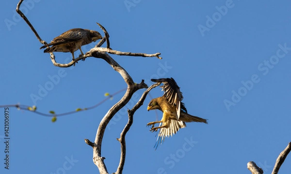 Fototapeta Pair of changeable hawk-eagle (Nisaetus cirrhatus) or crested hawk-eagle on a tree in Tadoba National Park, India