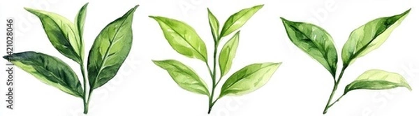 Fototapeta Fresh Tea Leaves